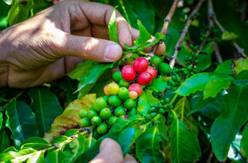 Koffieplant van dichtbij gefotografeerd.